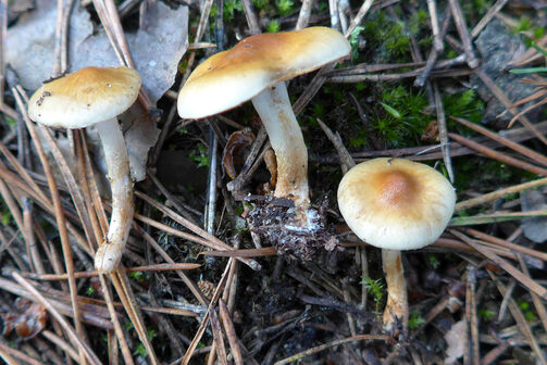 Drei Pilze auf dem Waldboden