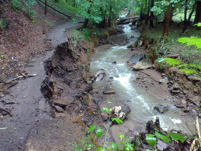 Fluss im Wald mit eingebrochender Uferböschung