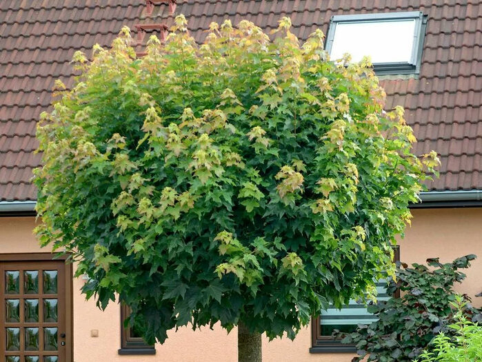 Foto eines Baums im Vorgarten eines Hauses