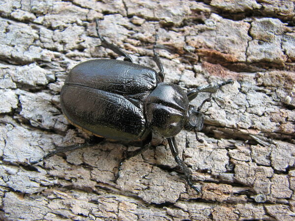 großer schwarzer Käfer auf Baumrinde