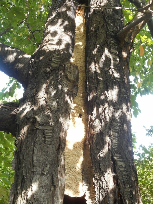 Hornissennest in einem hohlen Baumstamm