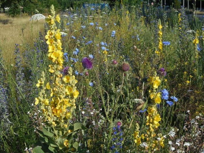 Blumenwiese mit bunten Blumen