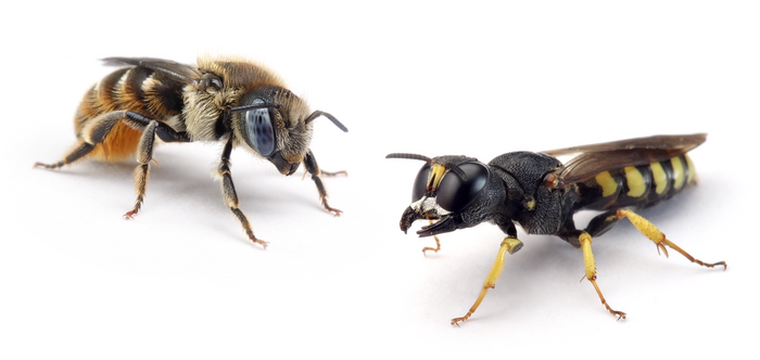 Bienen (links) und Wespen (rechts) werden oft verwechselt.