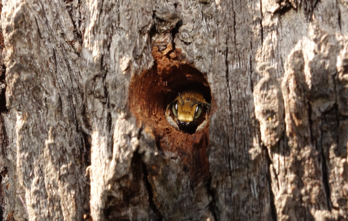 Diese Biene hat ihr Nest in ein Baumloch gebaut.