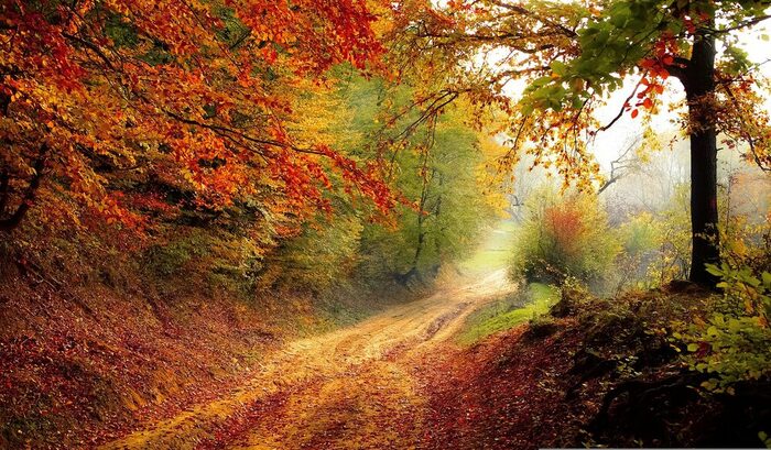 Ein Weg führt durch den Wald. Es ist Herbst und die Bäume haben bunte Blätter.