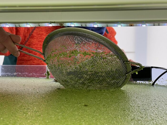 Managing director Marko Dietz fishes the working duckweed out of the water with a sieve.