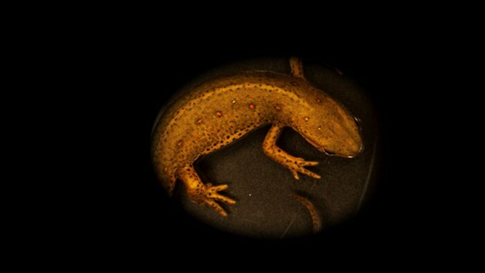The salamander species studied by the Yun group: the greenish newt Notophthalmus viridescens.