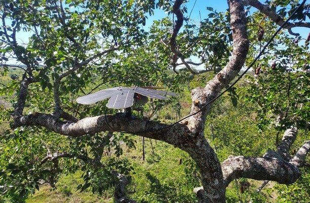 Rainforest Connection has already deployed ten of the new “Guardian” devices in Brazil in the summer of 2022.