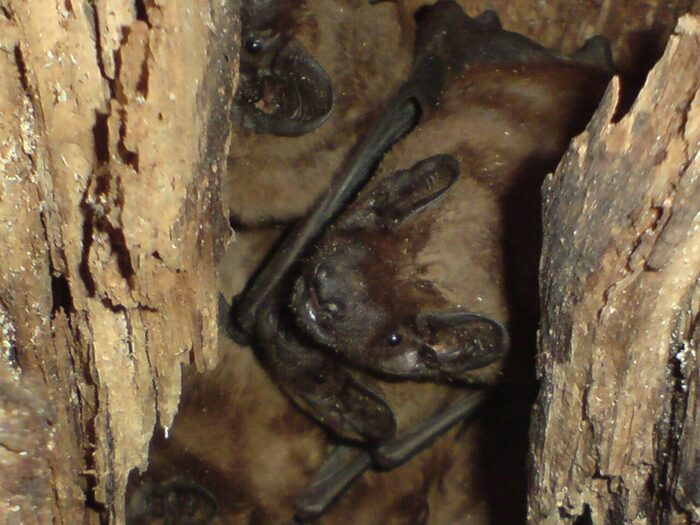 Zu sehen ist die Nahaufnahme von Fledermäusen in einer Baumspalte. Eine der Fledermäuse blickt direkt in die Kamera. Sie haben bräunliches Fell, runde Ohren und kleine Knopfaugen.