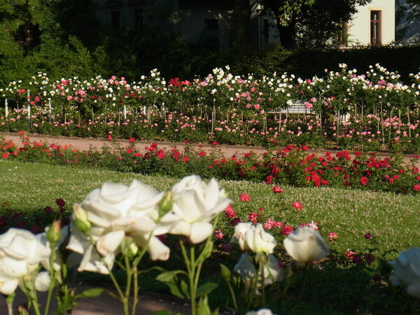 Zu sehen sind Beete mit verschienden Rosenpflanzen, im Wechsel mit Gehweg- und Rasenflächen. Die Rosen blühen in weiß, rosa und rot.