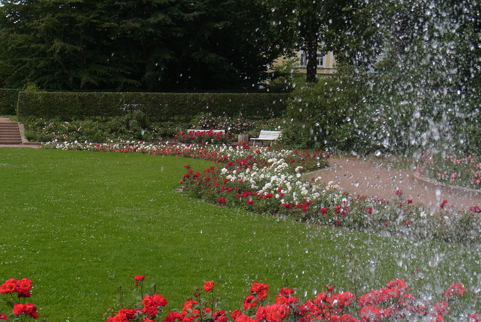 Das Bild zeigt einen Teil des Dresdner Rosengartens. In der Mitte liegt eine große, grüne Rasenfläche, welche von roten und weißen Rosen gesäumt ist. Um sie herum führt ein Gehweg, weiße Parkbänke laden zum Verweilen ein. Im Hintergrund sieht man eine gepflegte Hecke und grüne Bäume. Im Vordergrund ist am rechten Bildrand die Fontäne eines Brunnens zu sehen, man erkennt einzelne Wassertropfen.