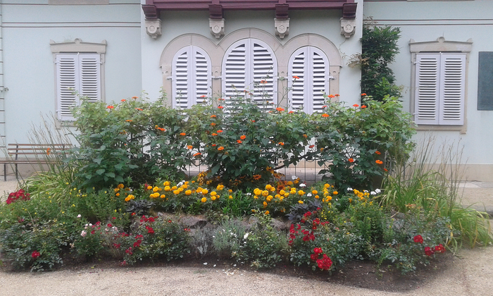 Zu sehen ist ein Blumenbeet vor einer schön gestalteten, hellen Hausfassade. Am Haus sind Fenster, welche mit weißen Fensterläden verschlossen wurden. Unter einem der Fenster steht eine Sitzbank. Im Blumenbeet blühen verschiedene Pflanzen in weiß, gelb, rot und orange. Es handelt sich um die Saisonpflanzung am Kraszewski-Museum.