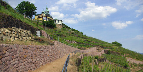 Blick auf die Weinberge im Sommer