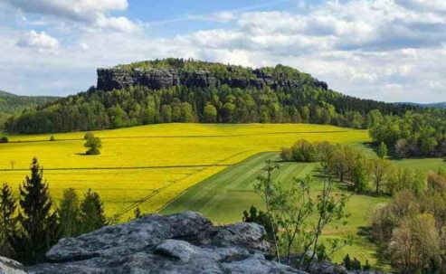 Blick auf den Tafelberg Pfaffenstein nahe Königstein im Sommer, mit grünen Wäldern und gelben Feldern.