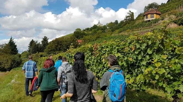 Sächsischer Wander- und Weingenuss