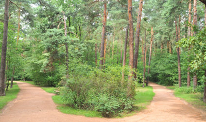 Eine Weggabelung im Laubwald des Waldpark Blasewitz