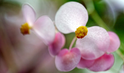 Nahaufnahme von rosa bis pink blühenden Blüten einer Orchidee im Botanischen Garten