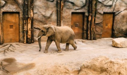 Ein Elefant im Zoo Dresden.