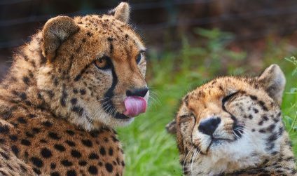 Zwei Geparden im Zoo Dresden. Einer streckt die Zunge heraus.