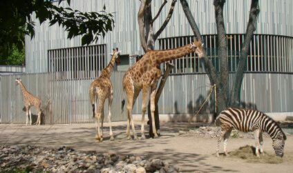 Drei Giraffen und ein Zebra im Zoo Dresden.
