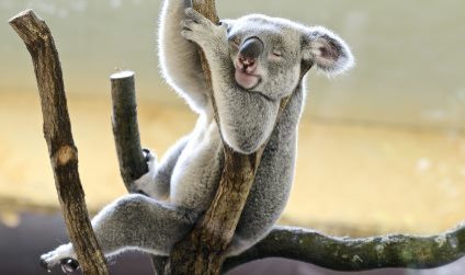 Ein Koala schläft auf einem Ast im Zoo Dresden.