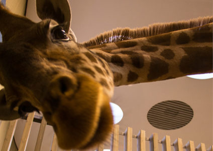 Nahaufnahme einer Giraffe im Zoo.