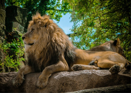 Liegender Löwe auf einem Stein im Zoo an einem Sommertag
