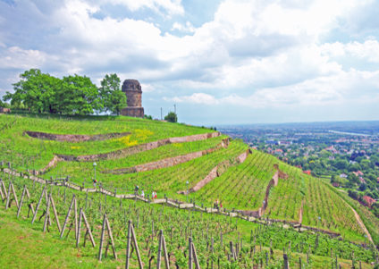 Blick auf die blühenden Weinberge und umliegende Landschaft in Radebeul