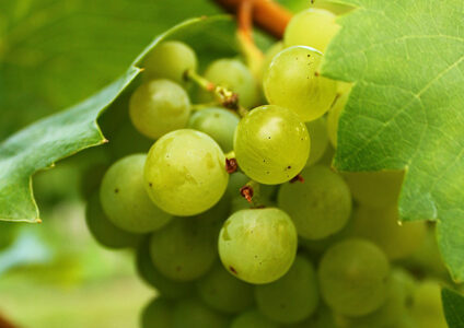 Detailaufnahme von Trauben in Weinreben